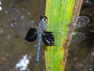 Dragonfly photo